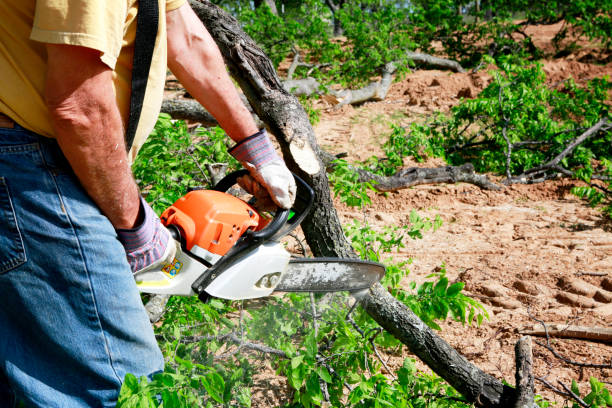 How Our Tree Care Process Works  in Harbison Canyon, CA